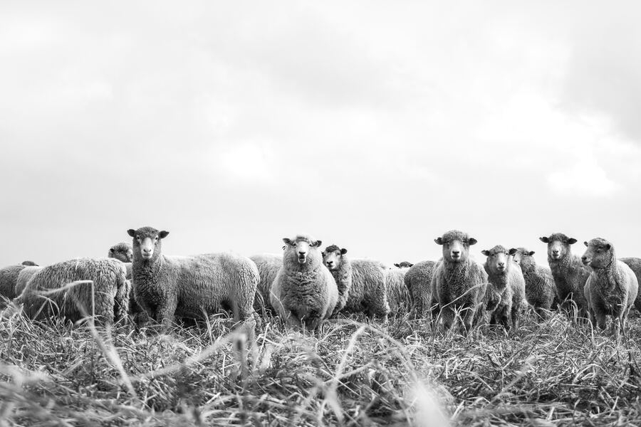 La personalidad del Estado y el control del acceso a la tierra