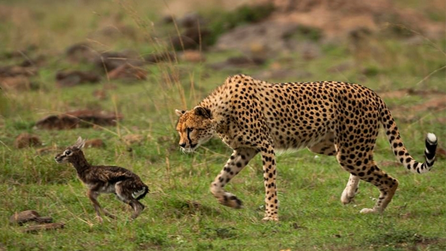 La fauna laboral