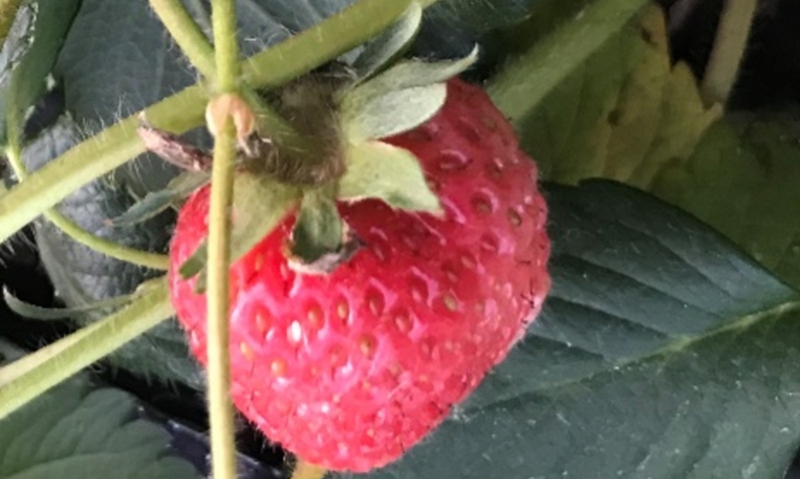 Naturala?
